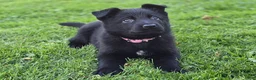 German Shepherd dogs for sale: Dolly - Ad 5