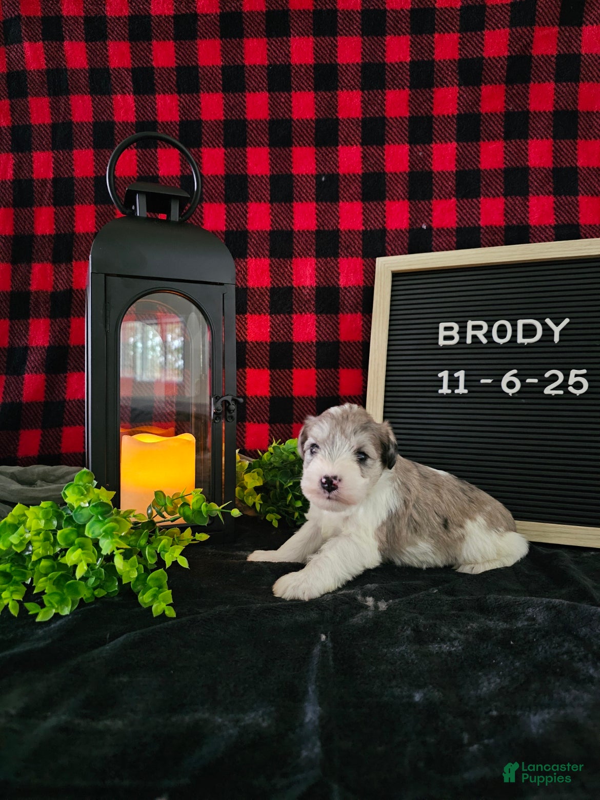 Miniature Schnauzer dogs Brody  - Ad 27