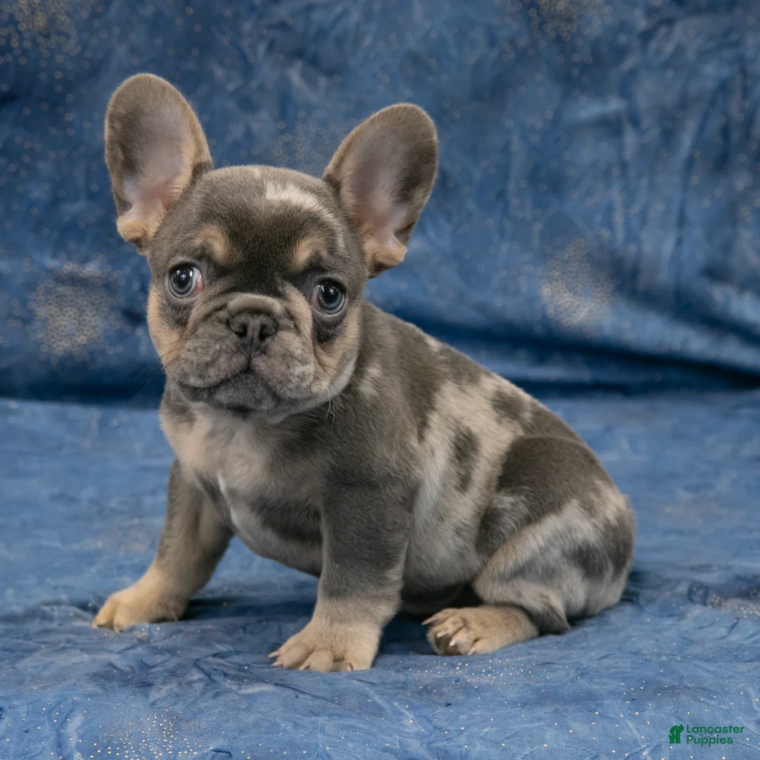 French Bulldog dogs for sale: Rusty - Ad 3