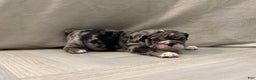 English Bulldog dogs for sale: Twinkle - Ad 9