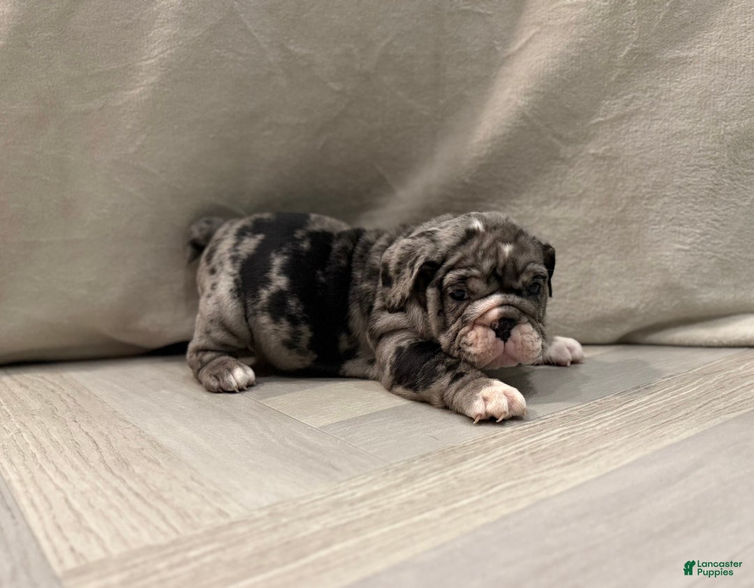 English Bulldog dogs for sale: Twinkle - Ad 9