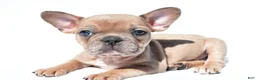 French Bulldog dogs for sale: Chloe - Ad 4