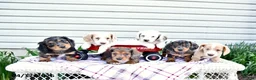 Dachshund dogs for sale: Denver - Ad 5