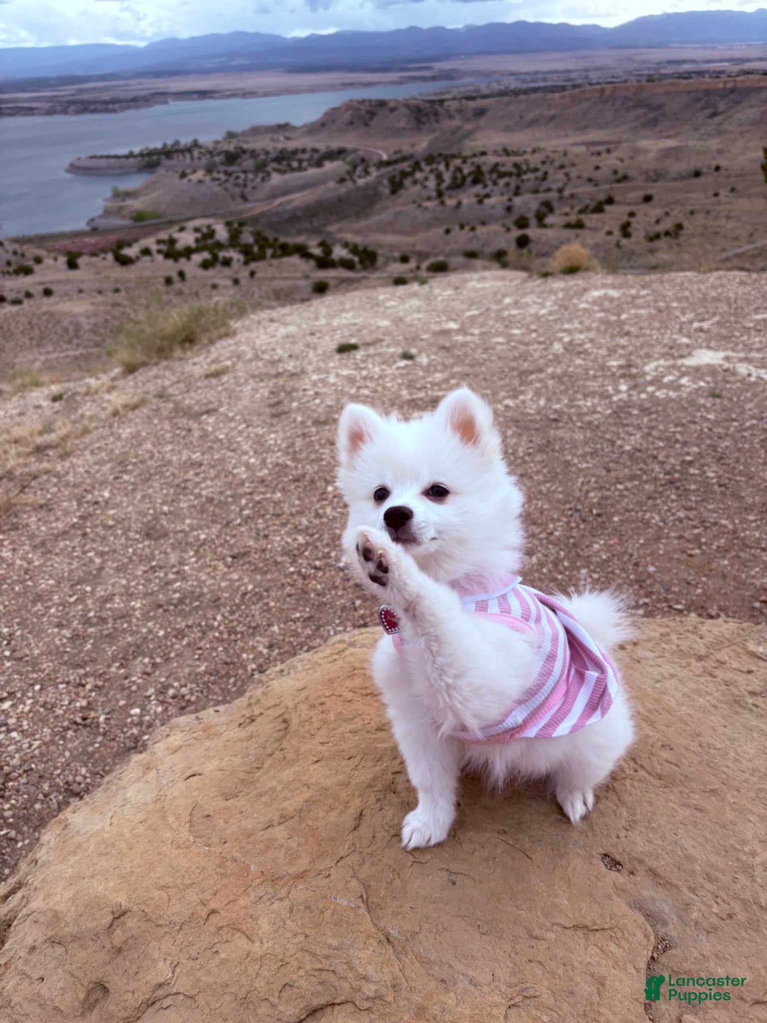 American Eskimo dogs American Eskimo Puppy 1 - Ad 1
