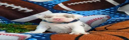 English Bulldog dogs for sale: Dunmore - Ad 6