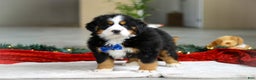 Bernese Mountain Dog dogs for sale: Kody - Ad 4