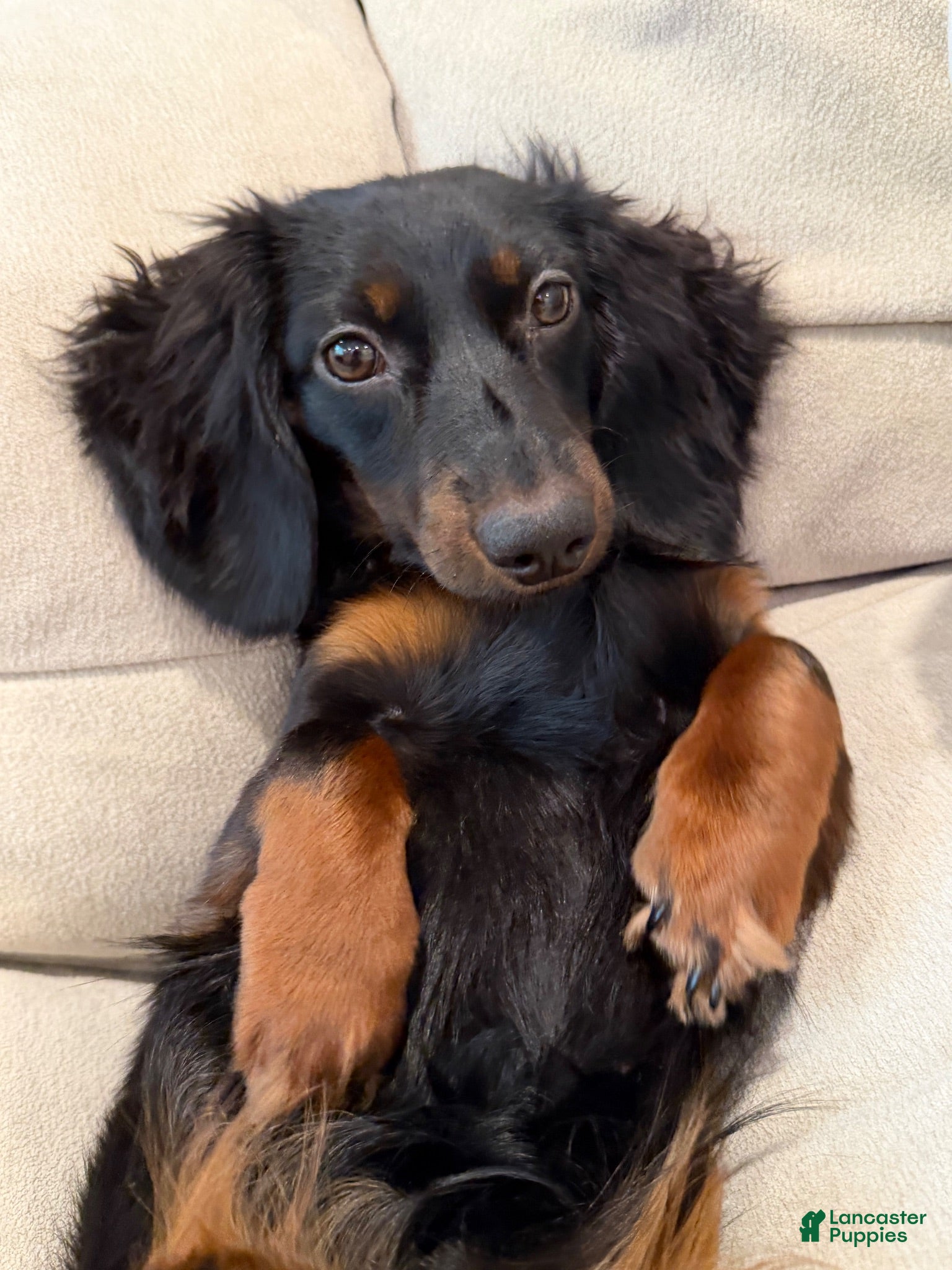 Miniature Dachshund dogs Miniature Dachshund 1 - Ad 2