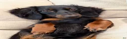 Miniature Dachshund dogs for sale: Miniature Dachshund 1 - Ad 2