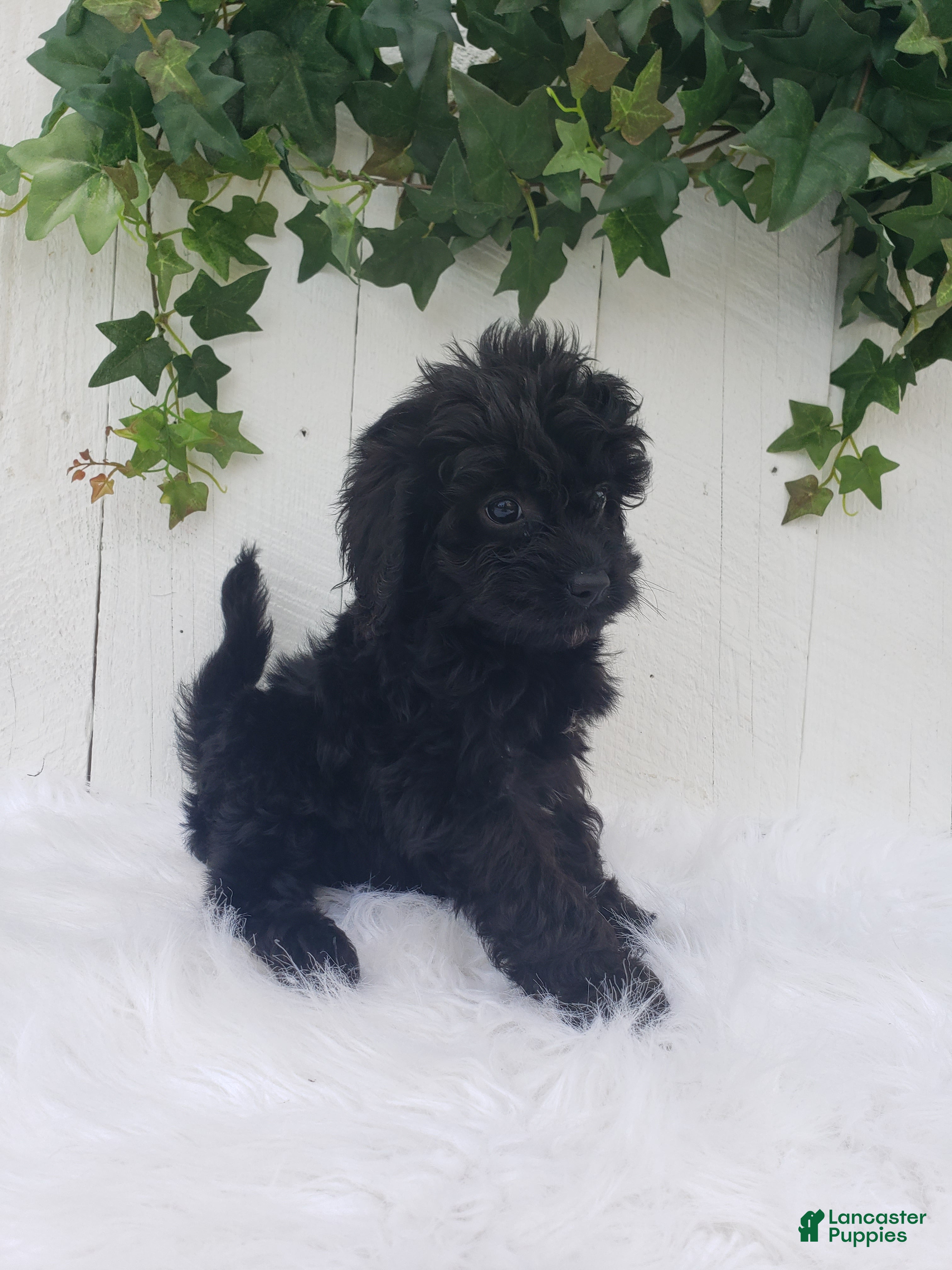 Cavapoo dogs Daisy  - Ad 1