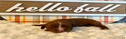 Cavalier King Charles Spaniel dogs for sale: Cavalier King Charles Spaniel Puppy 2- Dasher - Ad 8