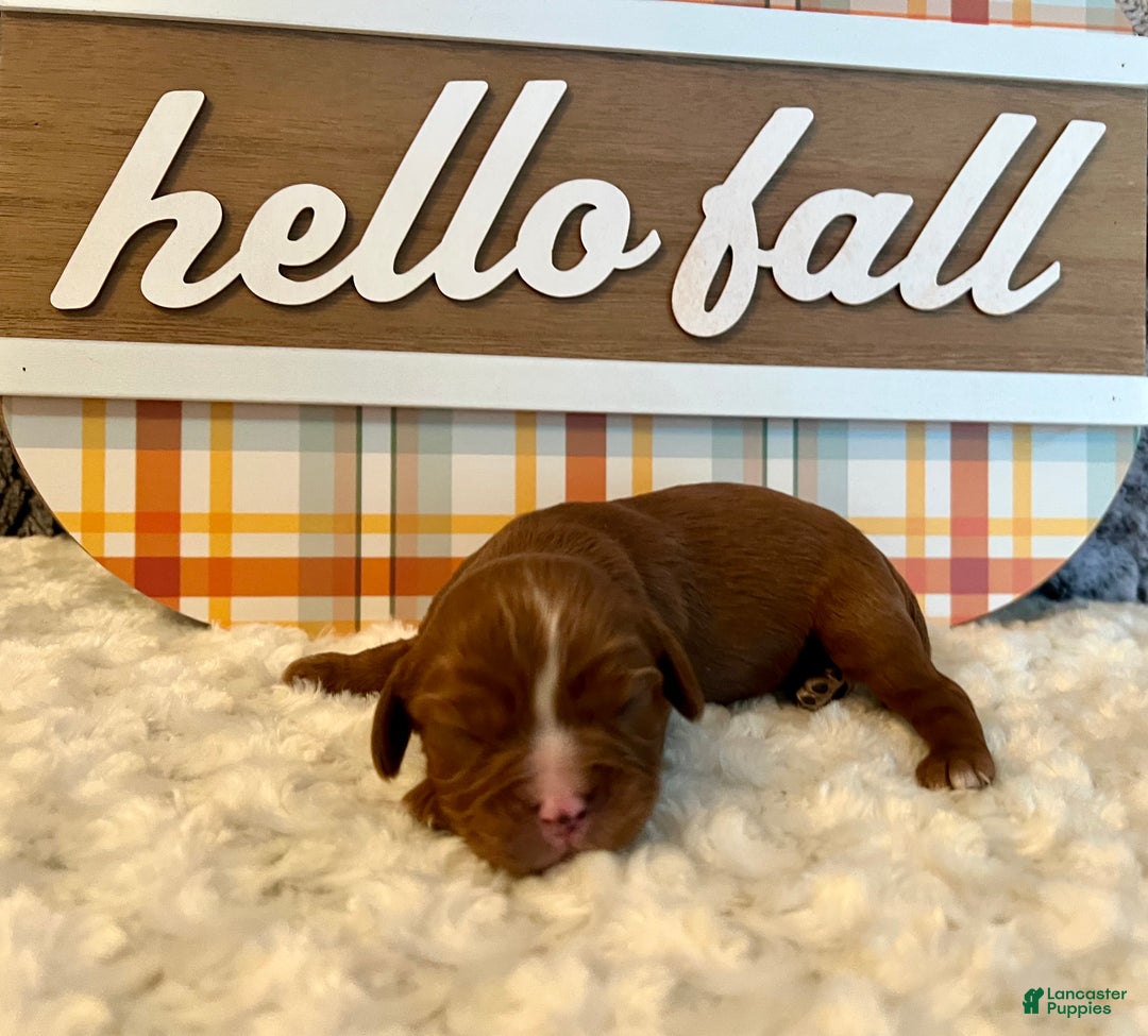 Cavalier King Charles Spaniel dogs for sale: Cavalier King Charles Spaniel Puppy 2- Dasher - Ad 8