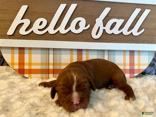 Cavalier King Charles Spaniel dogs - Ad 20