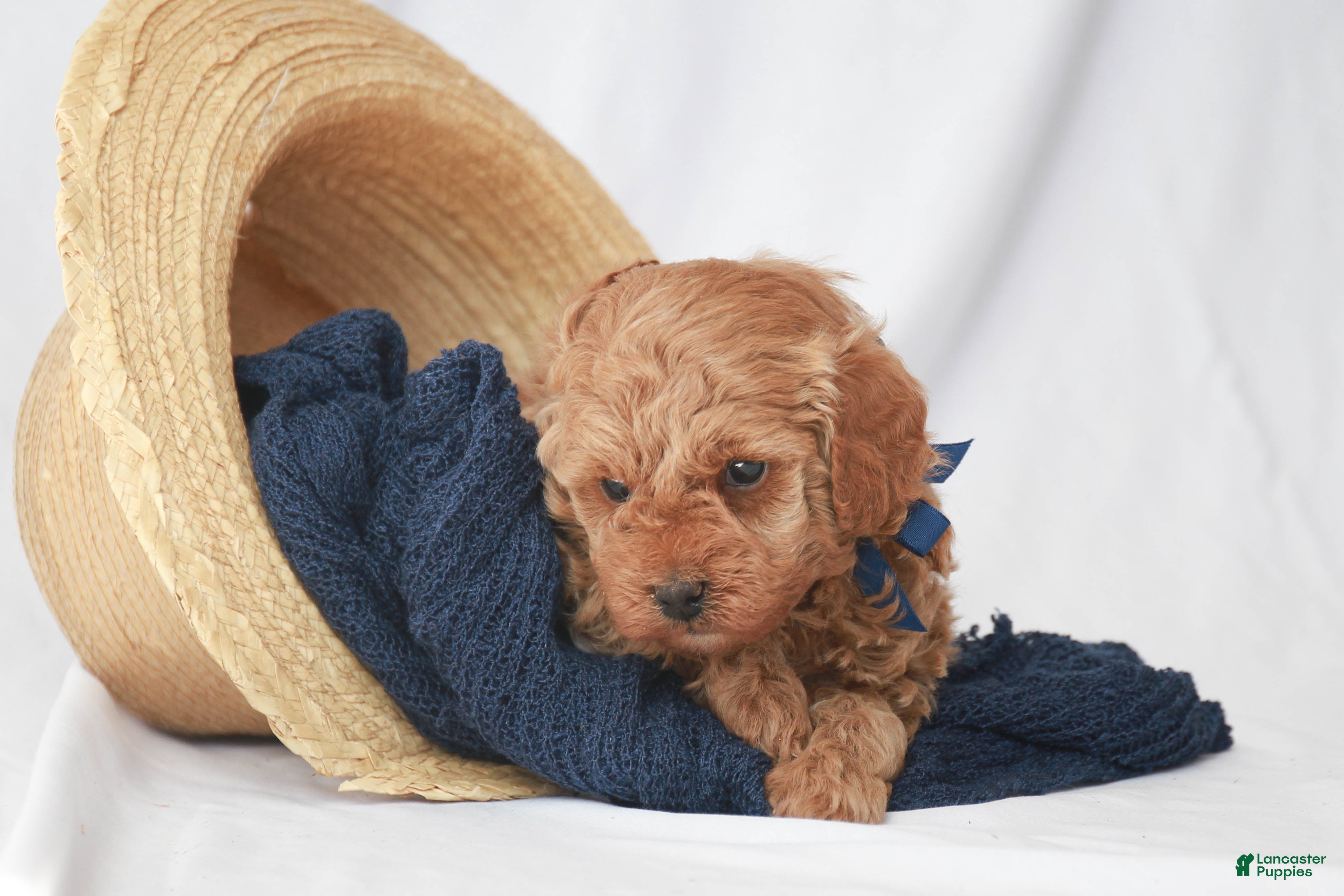 Toy Poodle dogs Max - Ad 1