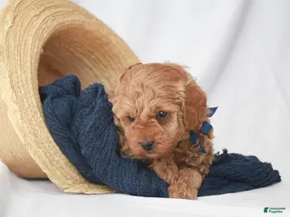 Toy Poodle dogs for sale: Max - Ad 3