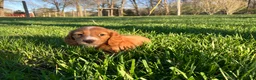 Miniature Dachshund dogs for sale: Miniature Dachshund Puppy 1 - Ad 4