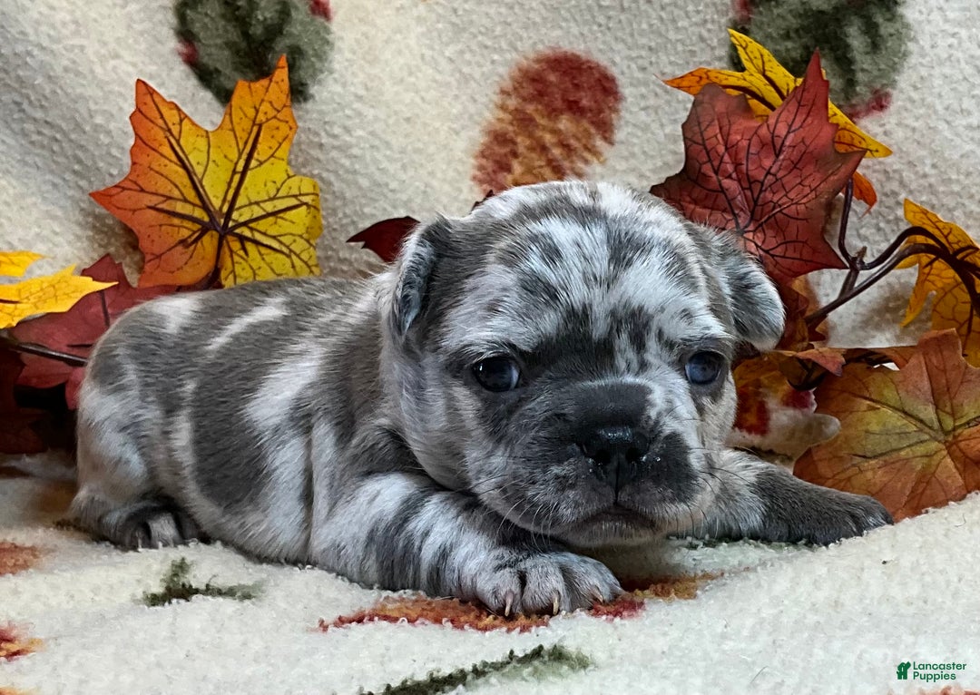 French Bulldog dogs for sale: Tracker - Ad 18