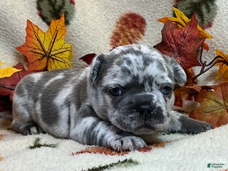 French Bulldog dogs - Ad 31