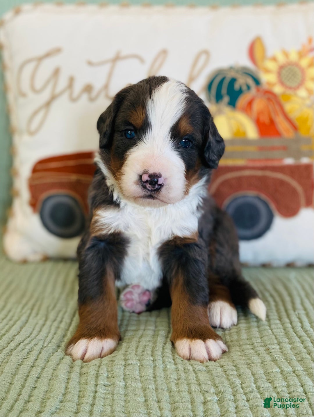 Bernedoodle dogs for sale: Pedro - Ad 4