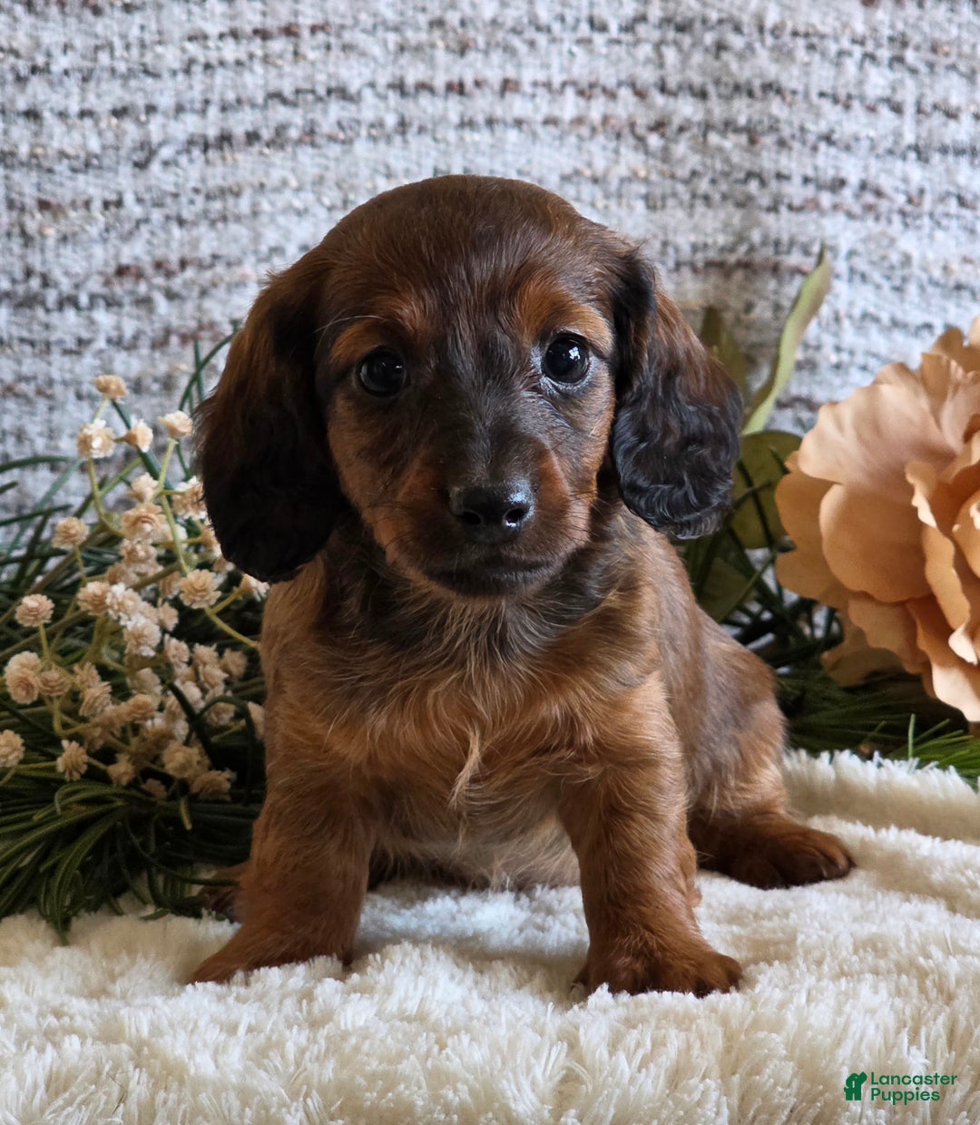 Miniature Dachshund dogs for sale: Serena - Ad 5