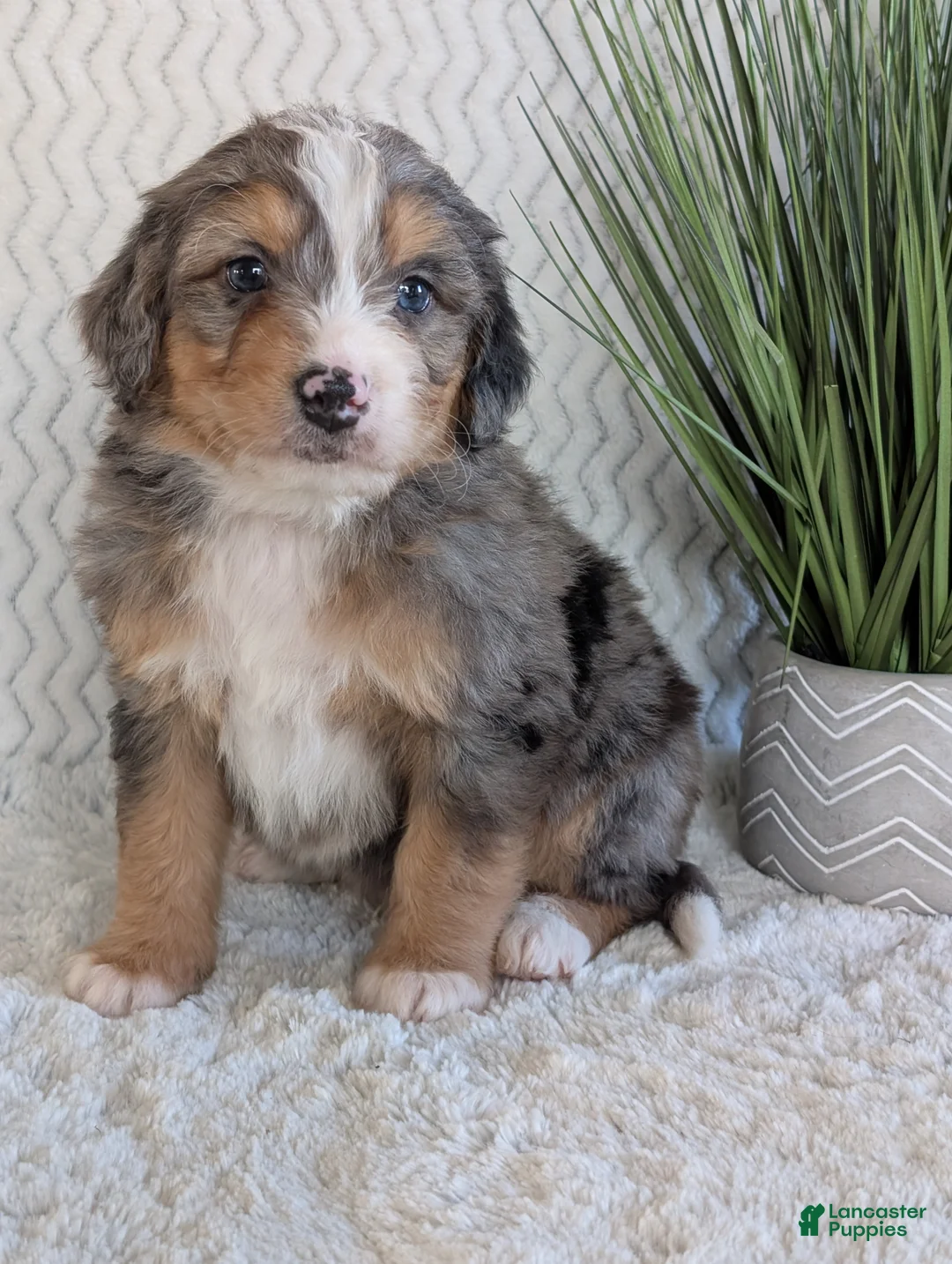 Mini Bernedoodle dogs for sale: Mini Niko  - Ad 11