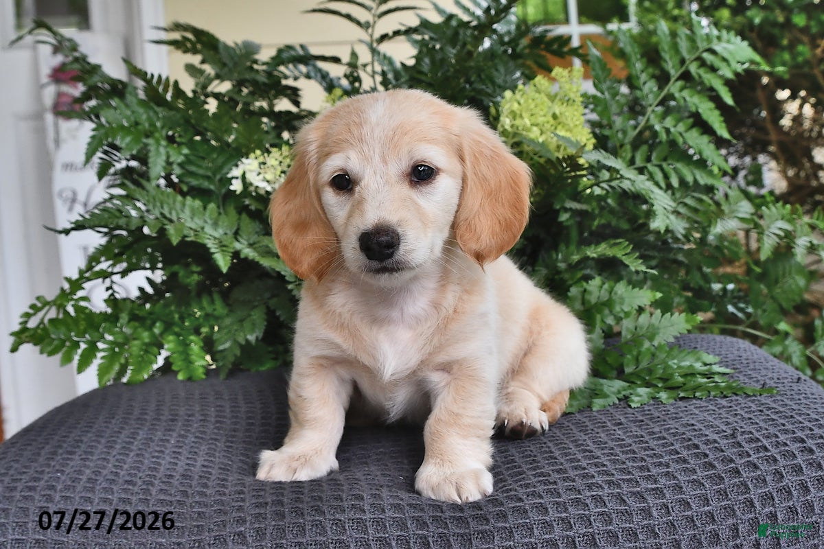Miniature Dachshund dogs Blondie - Ad 2