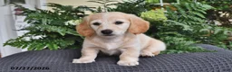 Miniature Dachshund dogs for sale: Blondie - Ad 2
