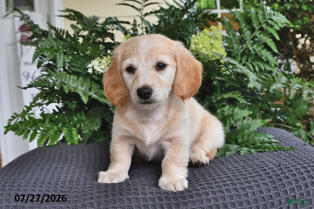 Miniature Dachshund dogs for sale: Blondie - Ad 2