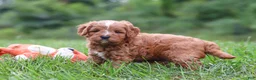 Cavapoo dogs for sale: Wesley - Ad 9