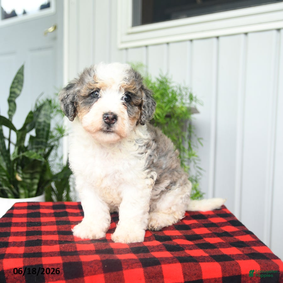 Mini Bernedoodle dogs Cara  - Ad 1
