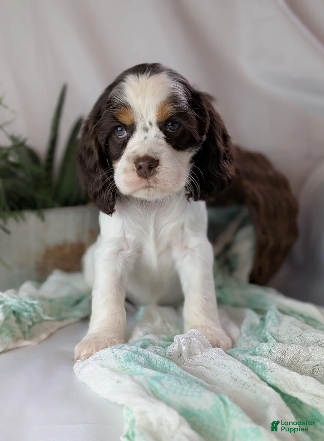 Cocker Spaniel dogs for sale: Zeke - Ad 1