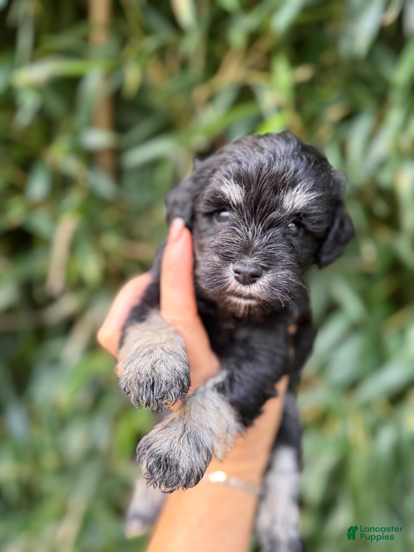 Miniature Schnauzer dogs Miniature Schnauzer 6 - Ad 29