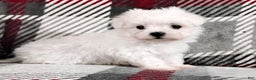 Maltese dogs for sale: Milo - Ad 2