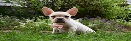 Frug dogs for sale: Mckenzie - Ad 5