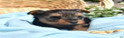 Yorkshire Terrier dogs for sale: Pretzel - Ad 1