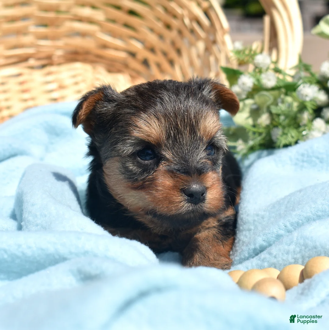 Yorkshire Terrier dogs for sale: Pretzel - Ad 1