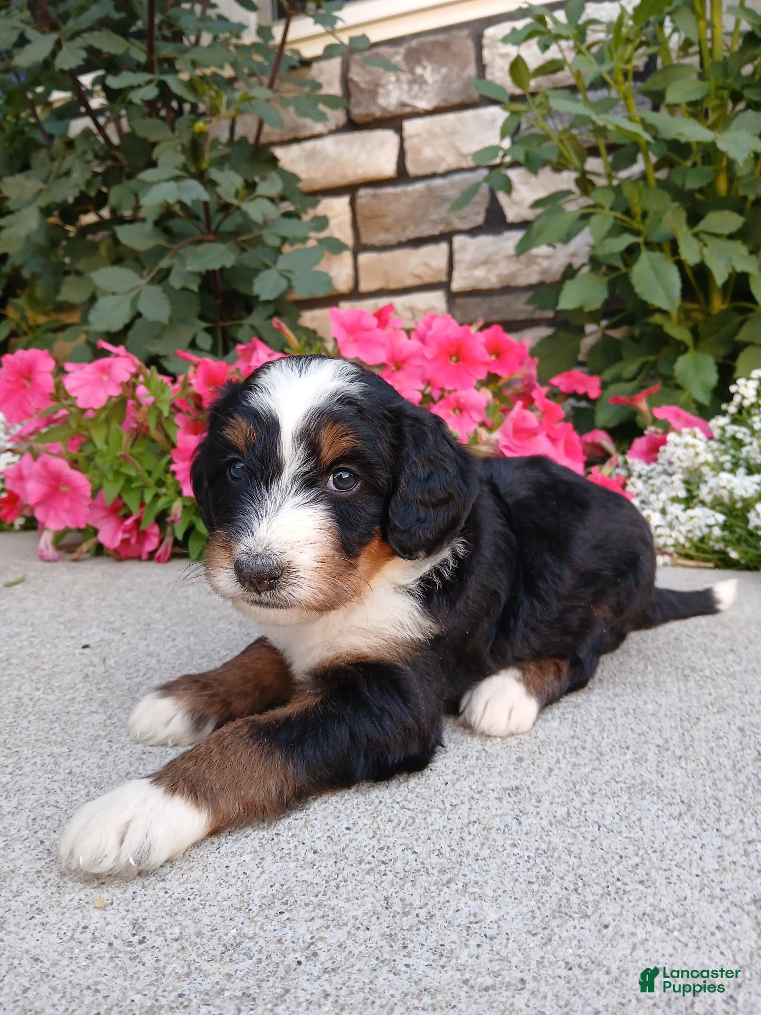 Bernedoodle dogs Lindy - Ad 2