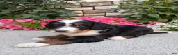 Bernedoodle dogs for sale: Lindy - Ad 2