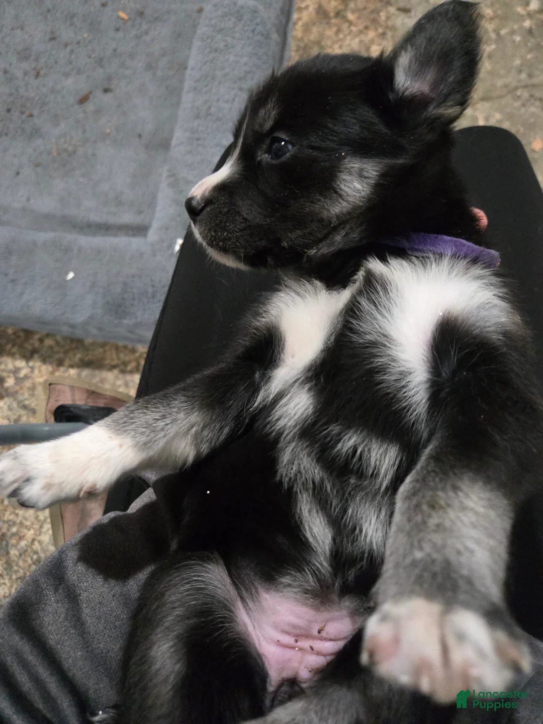 Goberian dogs for sale: Goberian purple Puppy 2 - Ad 1