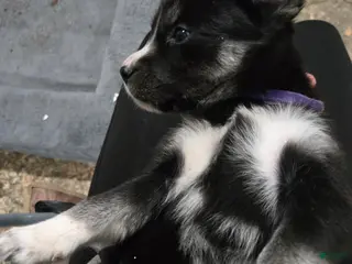 Goberian dogs Goberian purple Puppy 2 - Ad 7