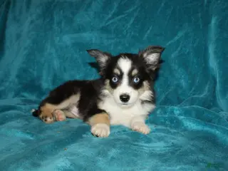 Miniature Australian Shepherd dogs for sale: Lilly - Ad 3