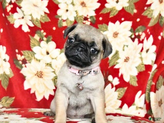 Pug dogs Rachelle - Ad 4