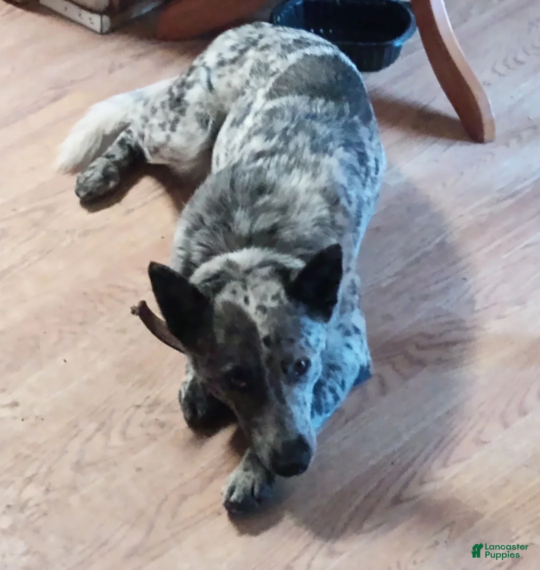 Australian Cattle Dog dogs for sale: Australian Cattle Dog 3 - Ad 2