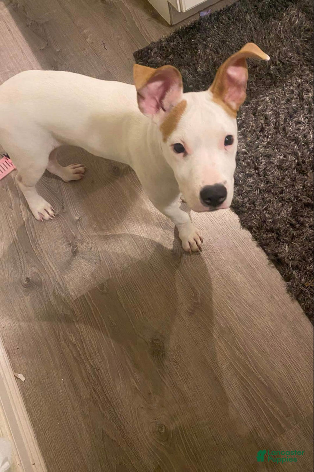 Gallery Image {{count}}