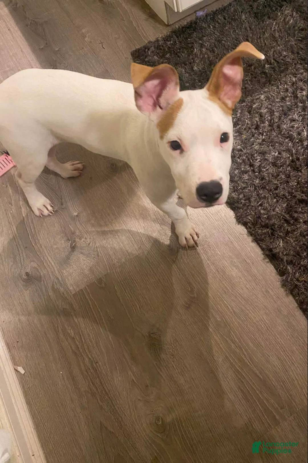 Gallery Image {{count}}