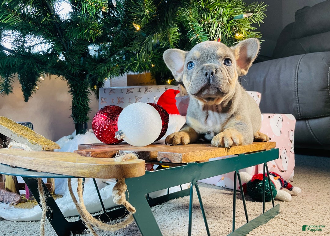 French Bulldog dogs for sale: Winston  - Ad 3
