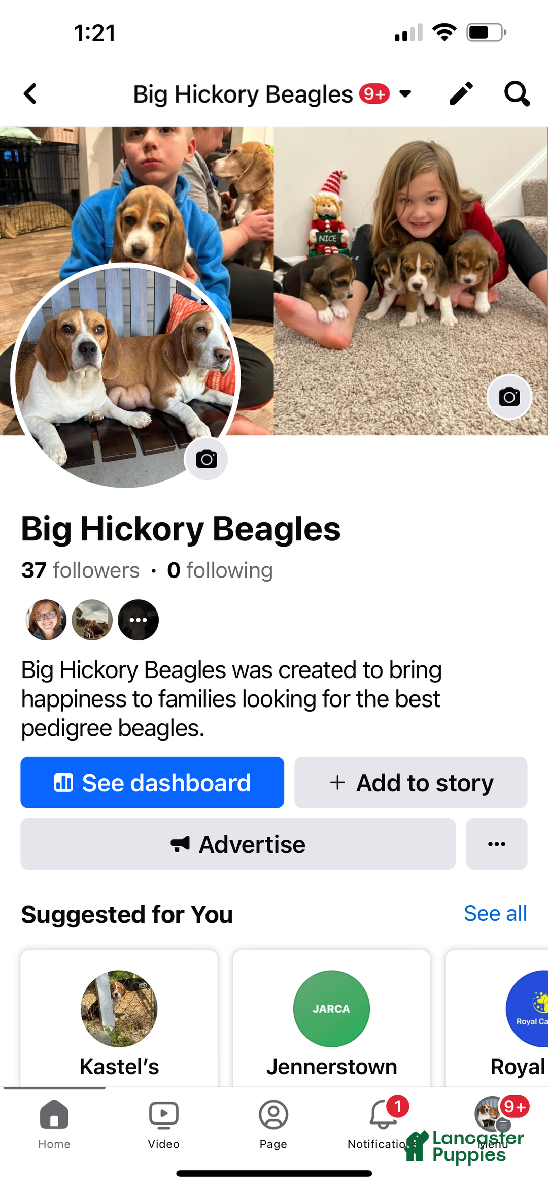 Beagle dogs for sale: Beagle Puppy 3 - Ad 3