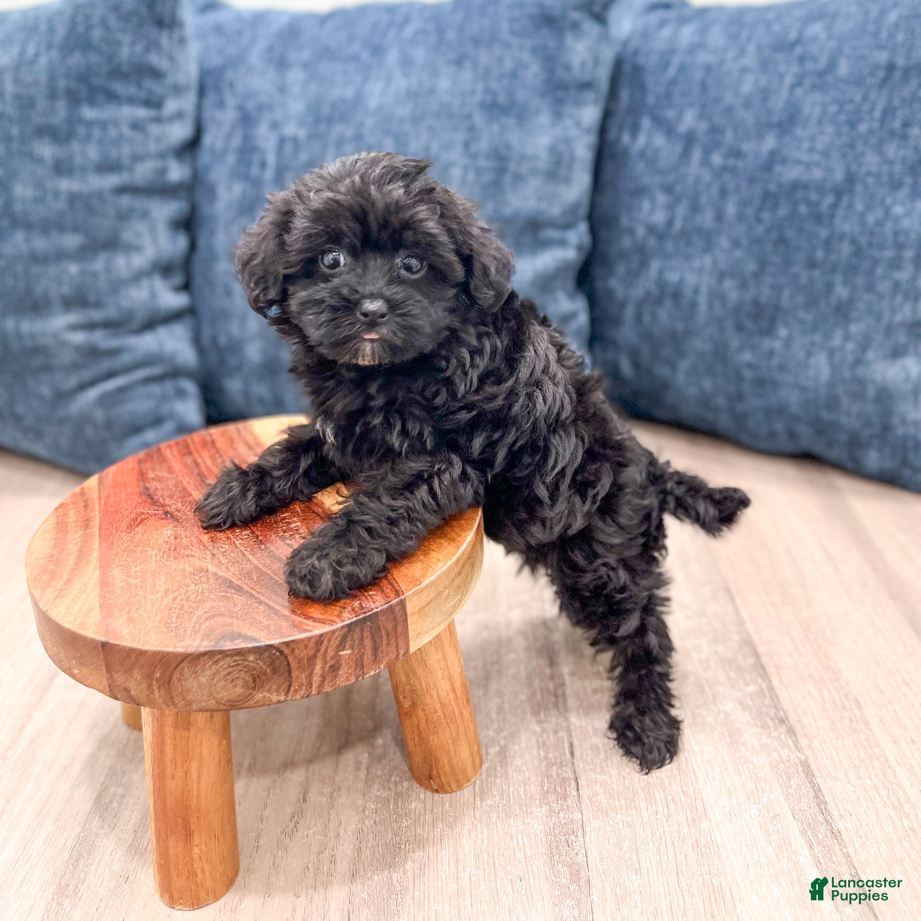 Yorkiepoo dogs Jenny - Ad 2