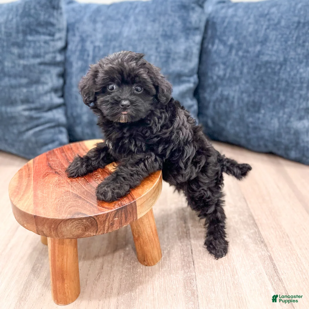 Yorkiepoo dogs for sale: Jenny - Ad 2