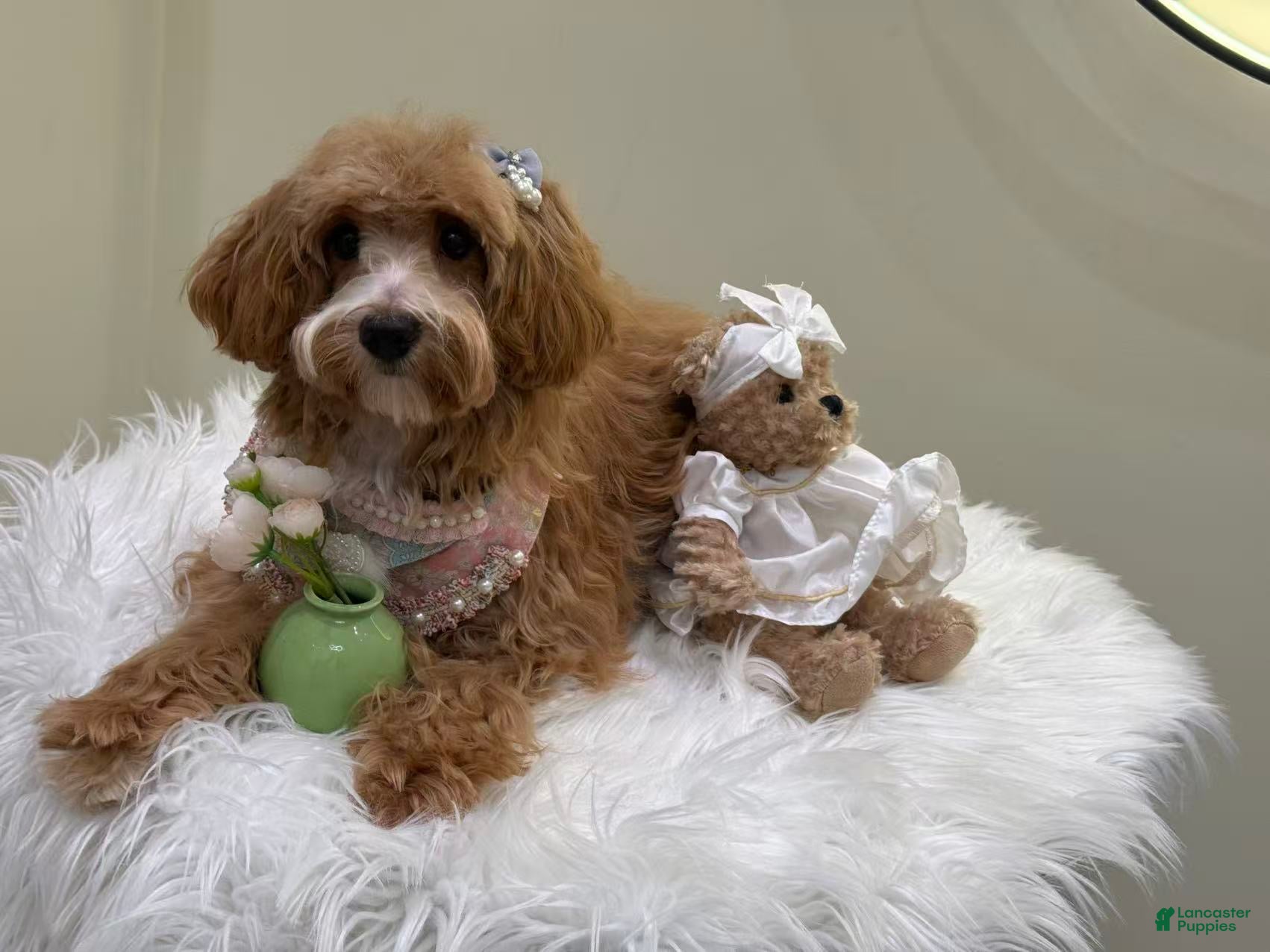 Maltipoo dogs Lavender  - Ad 2