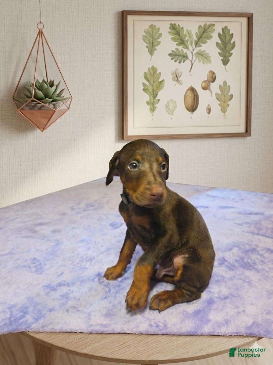 Doberman Pinscher dogs Bruno - Ad 28